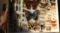 Poate un gândac să salveze viața unei persoane?